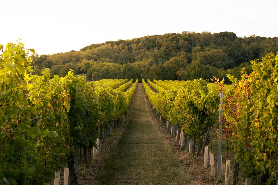 Grapes grown in the South East