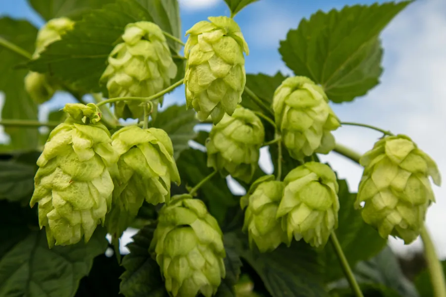 Fuggles Hops grown in the South East