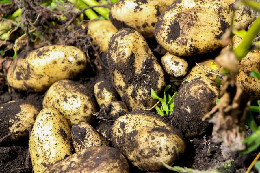 Potatoes grown in the South East