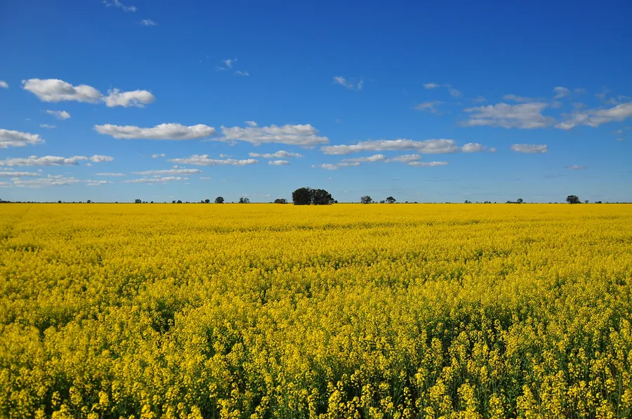 Oilseed Rape grown in the South East