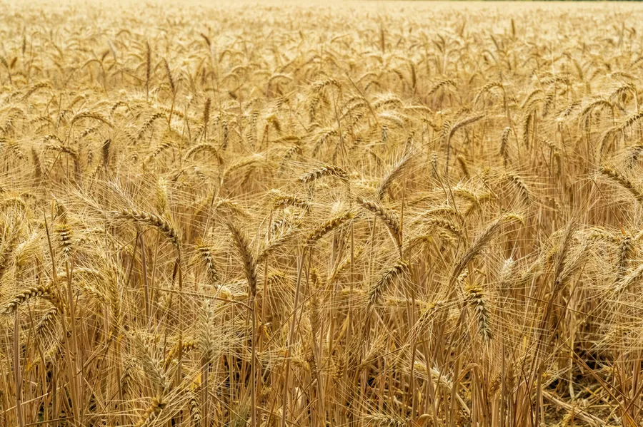 Wheat grown in the South East