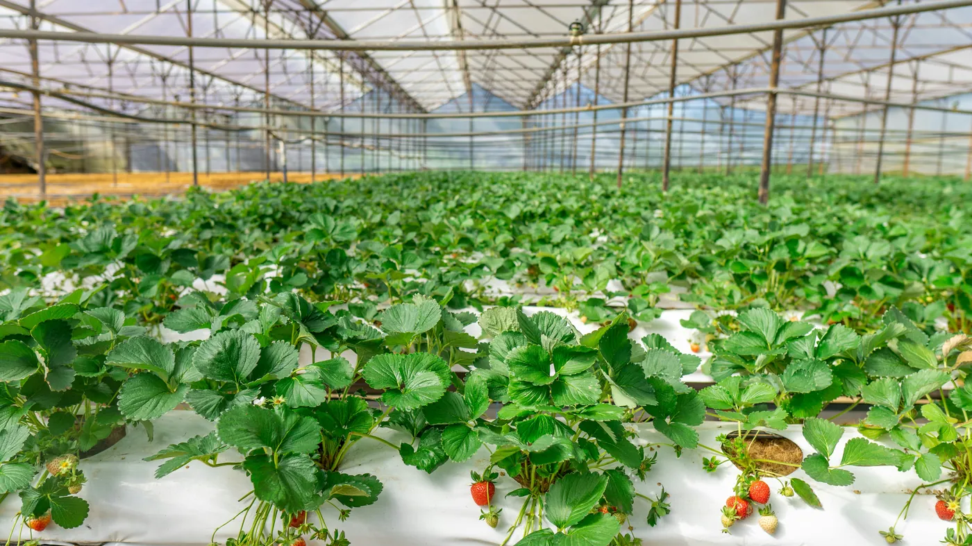 Rows of plants growing under controlled-environment glass