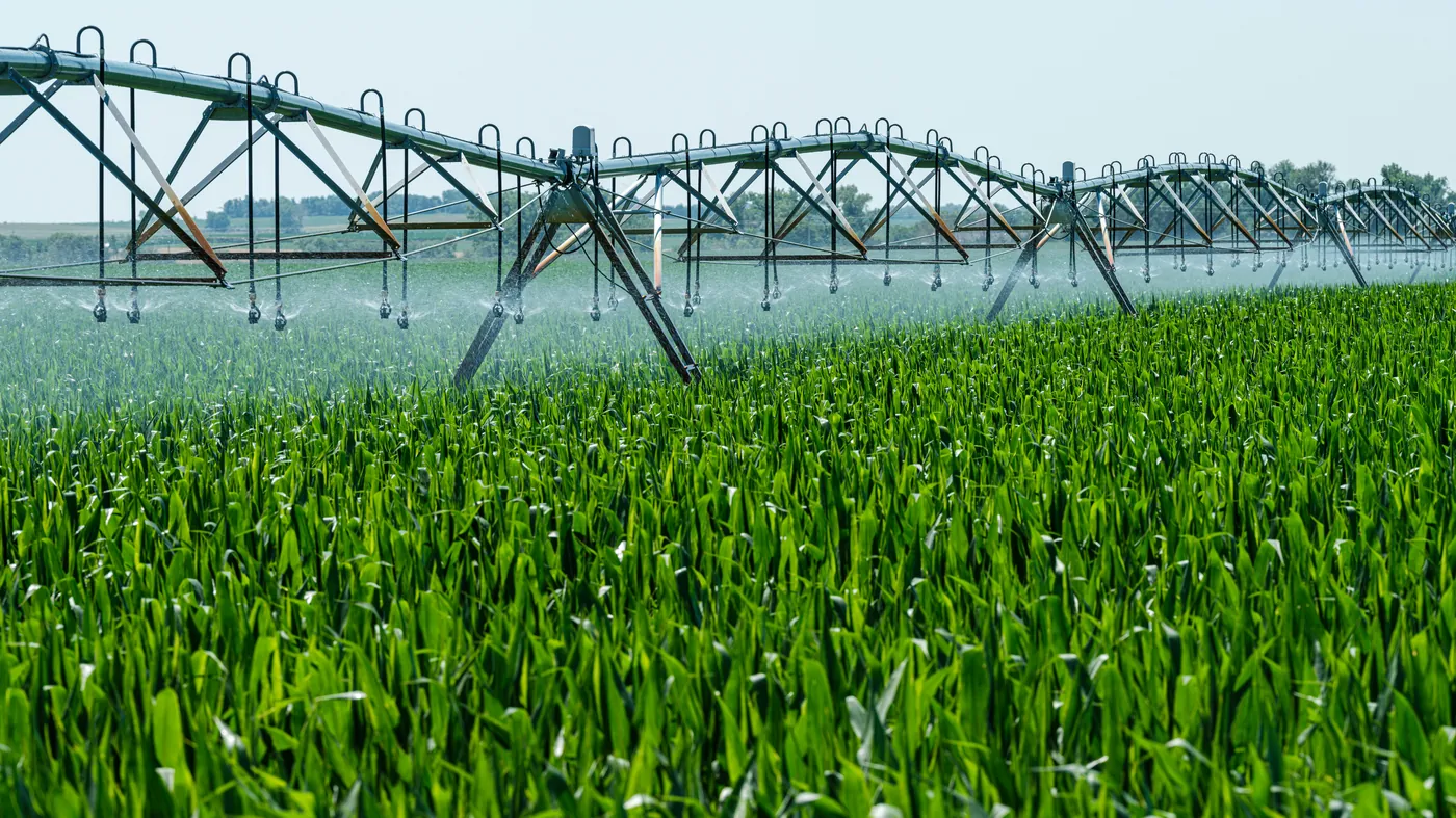 Sprinkler irrigating a green field
