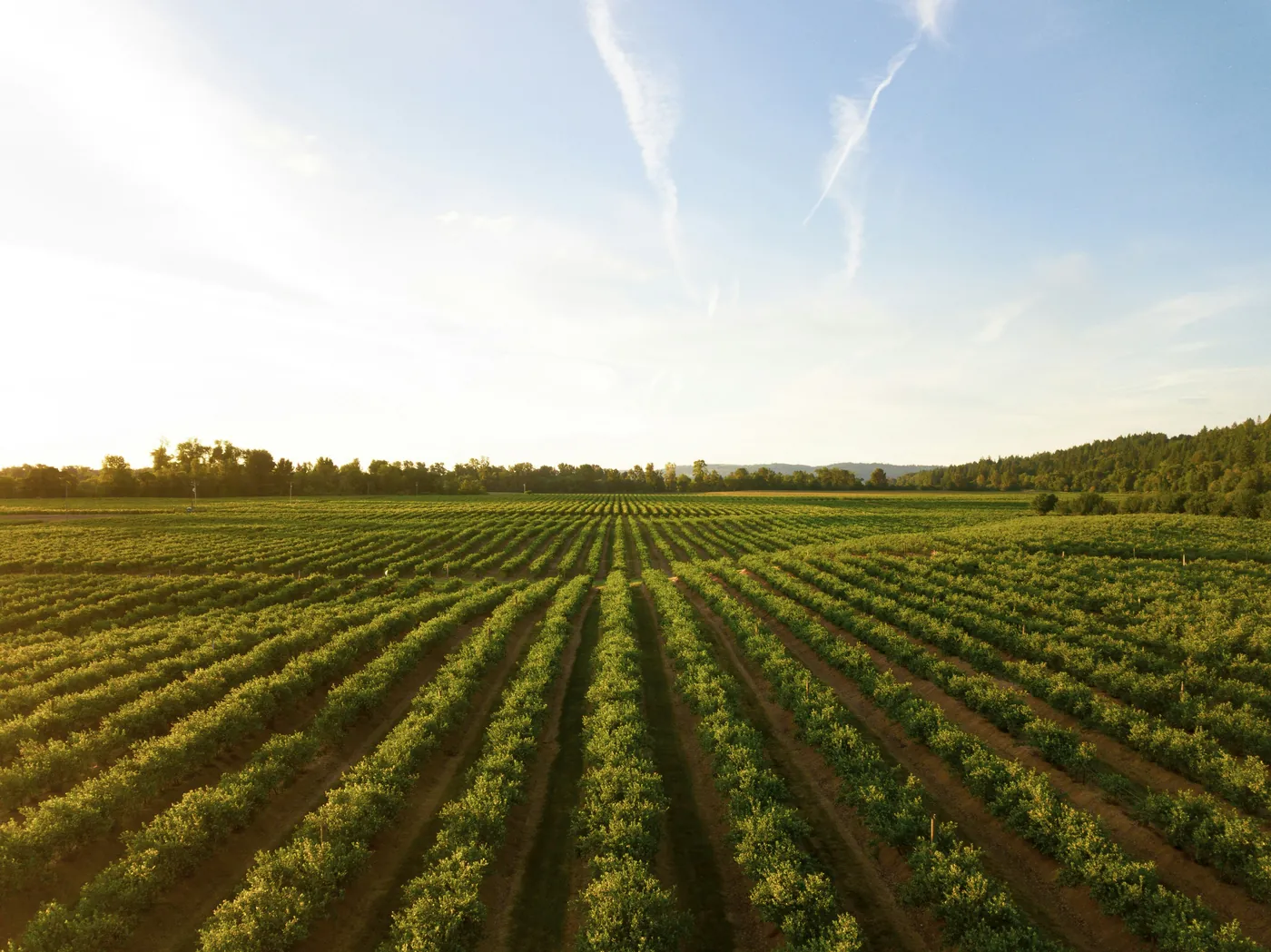 Rows of green crops at sunset representing sustainable farming