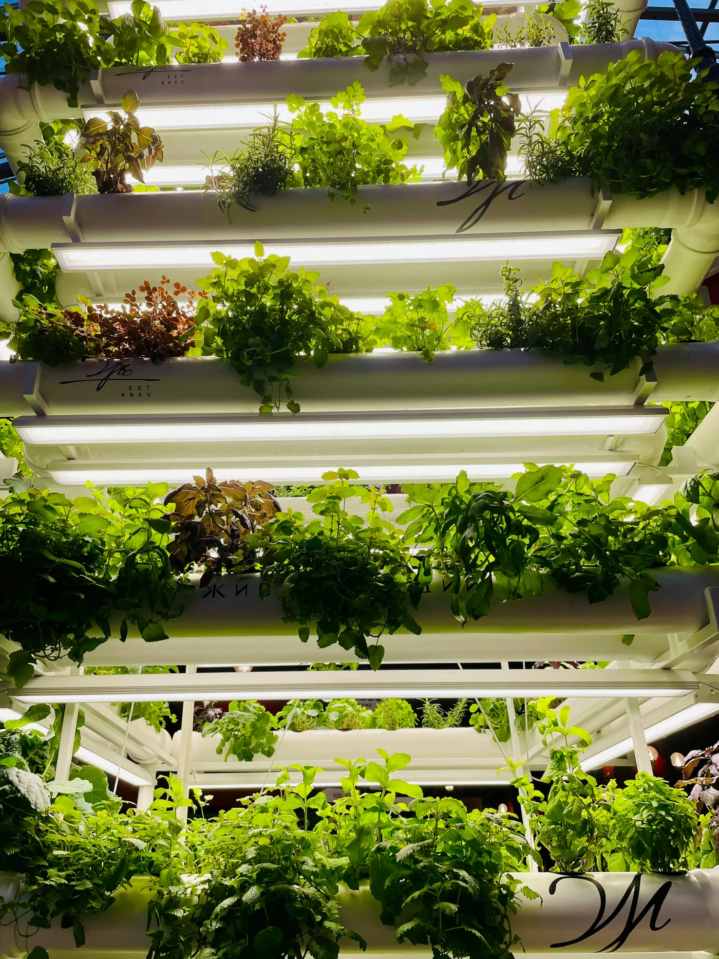 Crops growing in a stacked vertical farming system